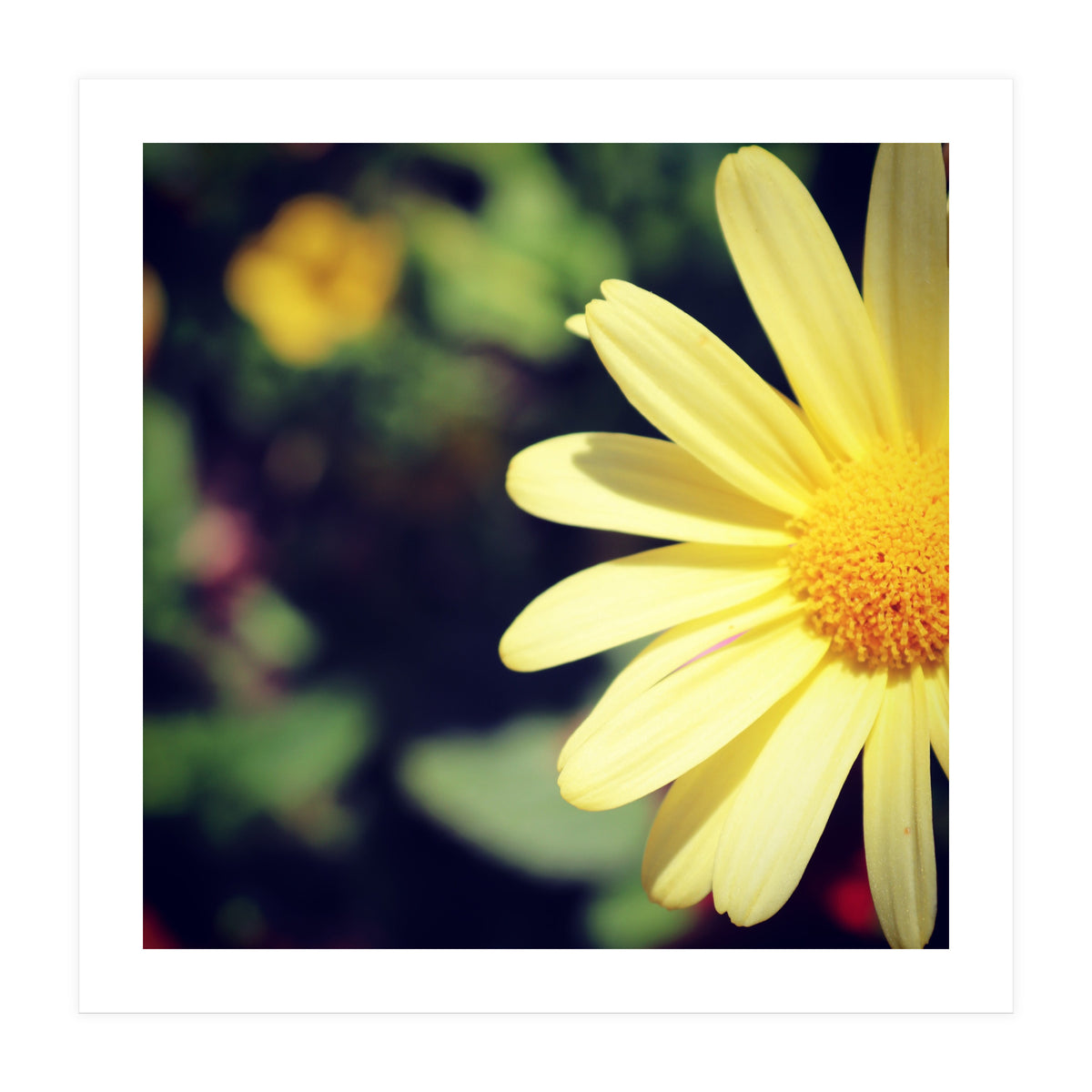 Summer flora (Print Only)