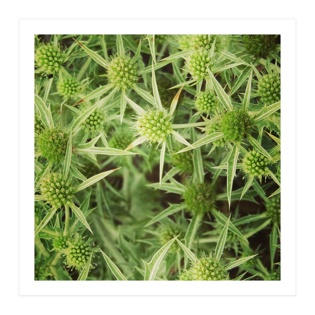 Green thistles (Print Only)