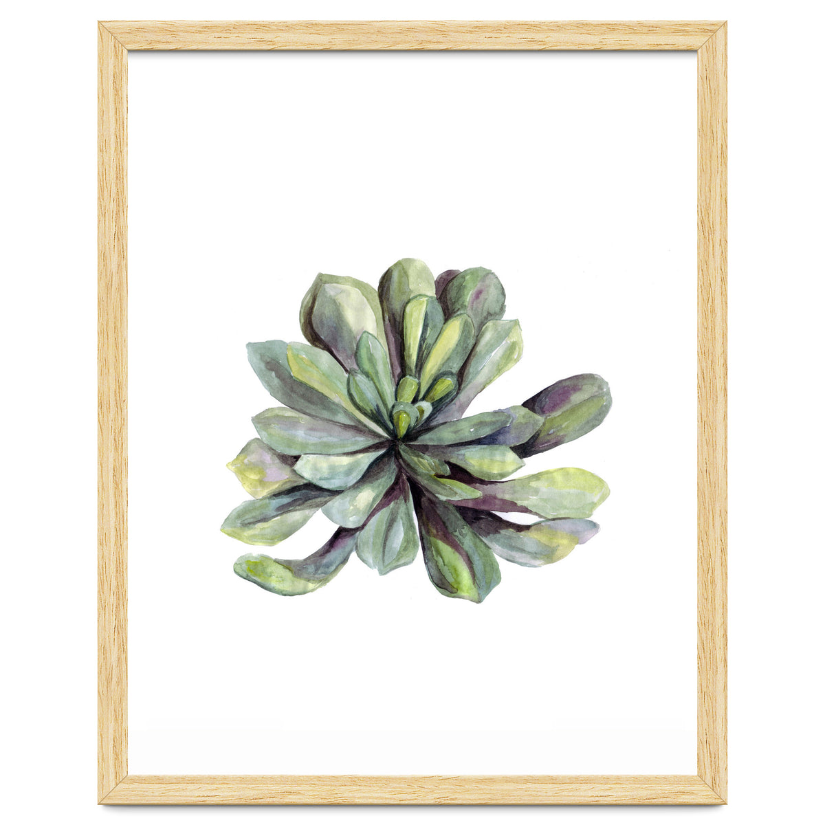 Botanical Illustration Succulent