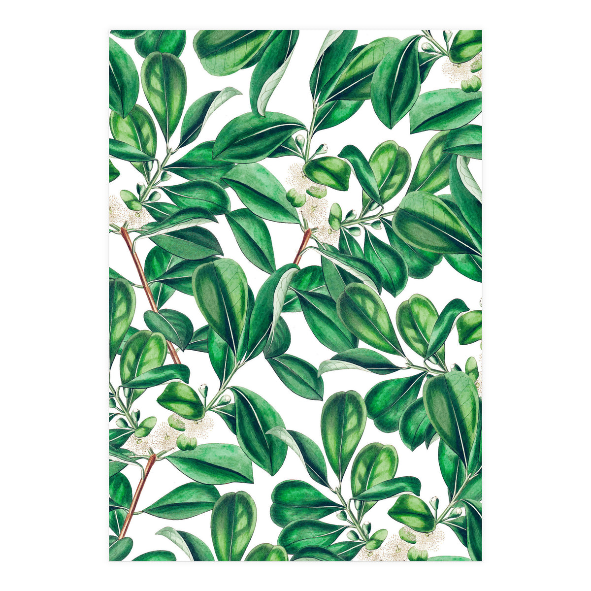 Botanica (Print Only)