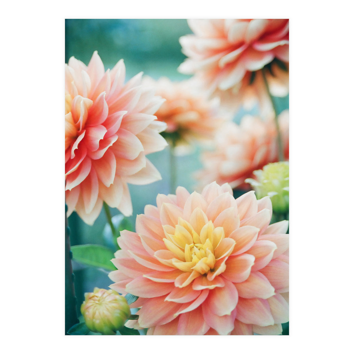 Happy Flowers (Print Only)