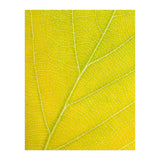 Autumn Leaf (Print Only) thumbnail