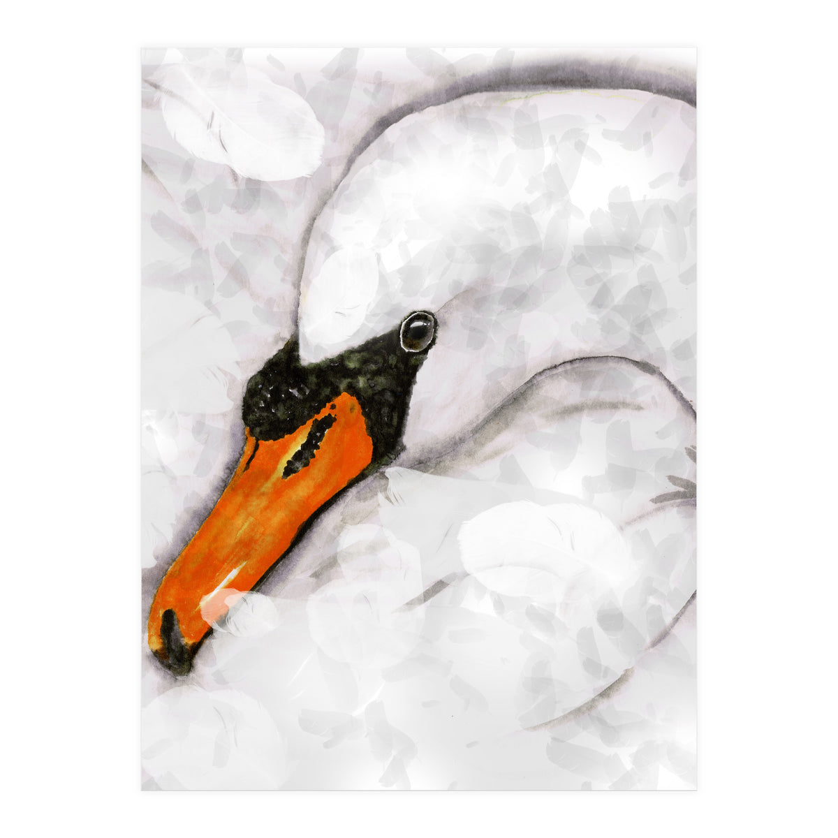 Mute swan (Print Only)