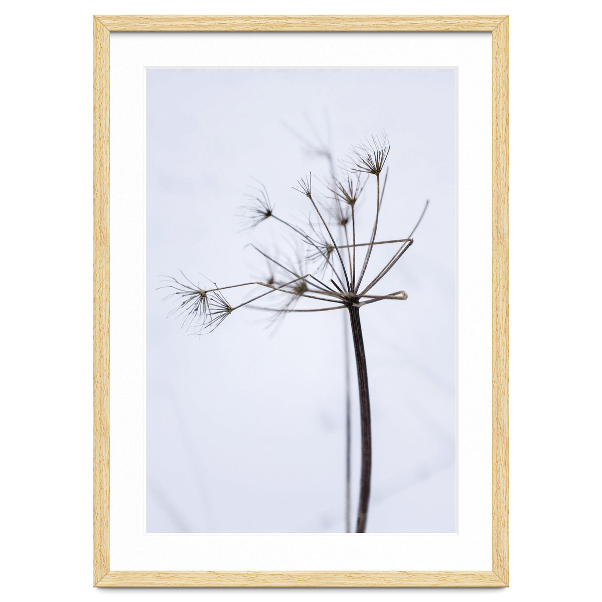 Wildflower in Winter