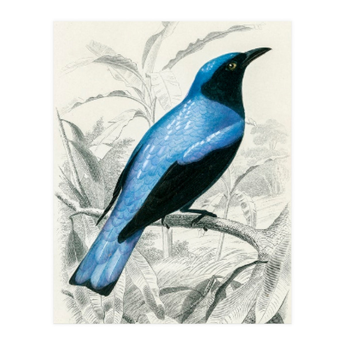 Square-tailed drongo illustrated (Print Only)