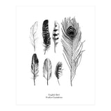 English Feather Variations (Print Only) thumbnail