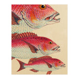Fish Classic Designs 7 (Print Only) thumbnail
