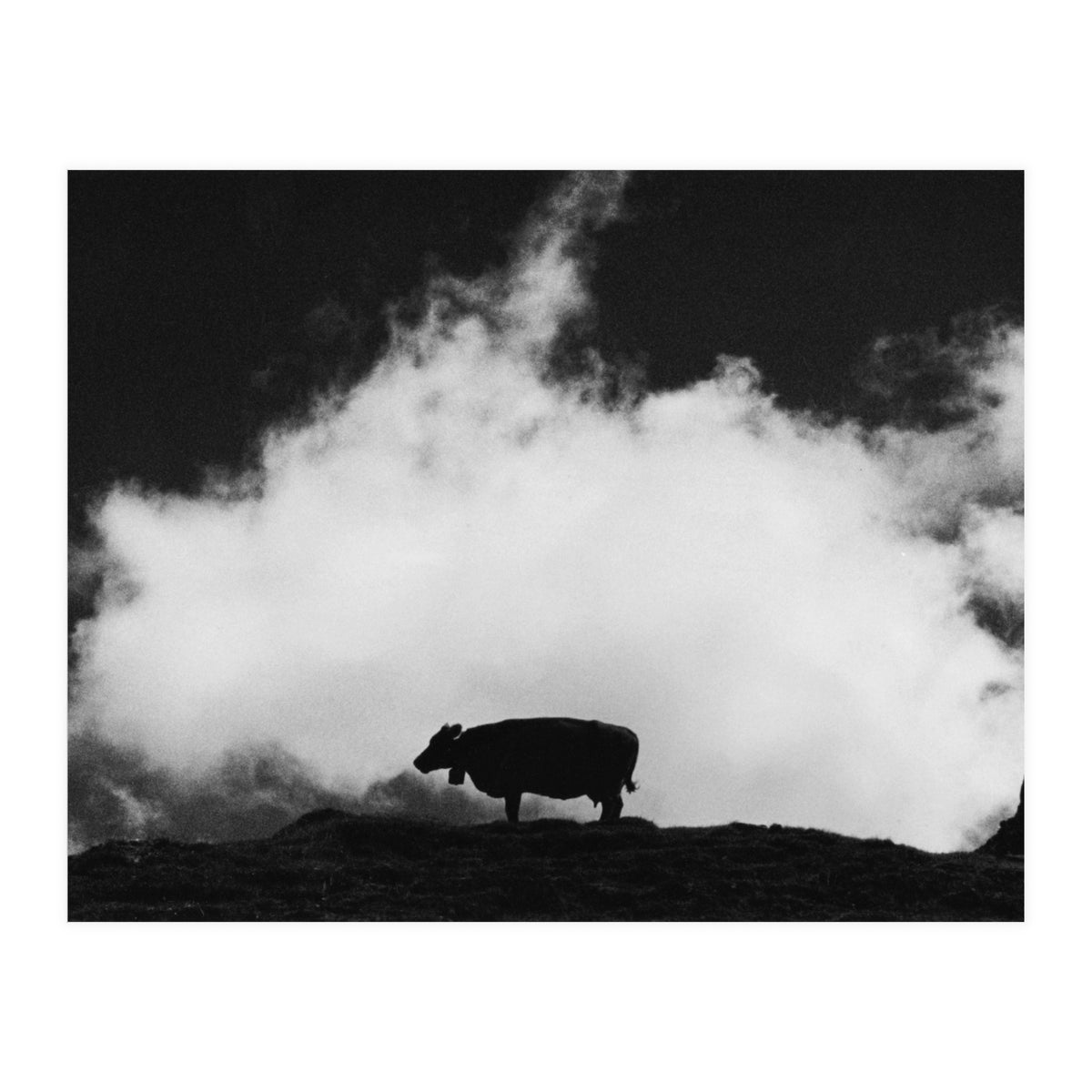 cow and cloud (Print Only)