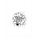 Poetic Echeveria Plant (Print Only) thumbnail