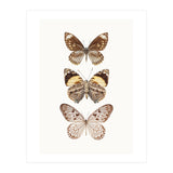 Cc Butterflies 06 (Print Only) thumbnail