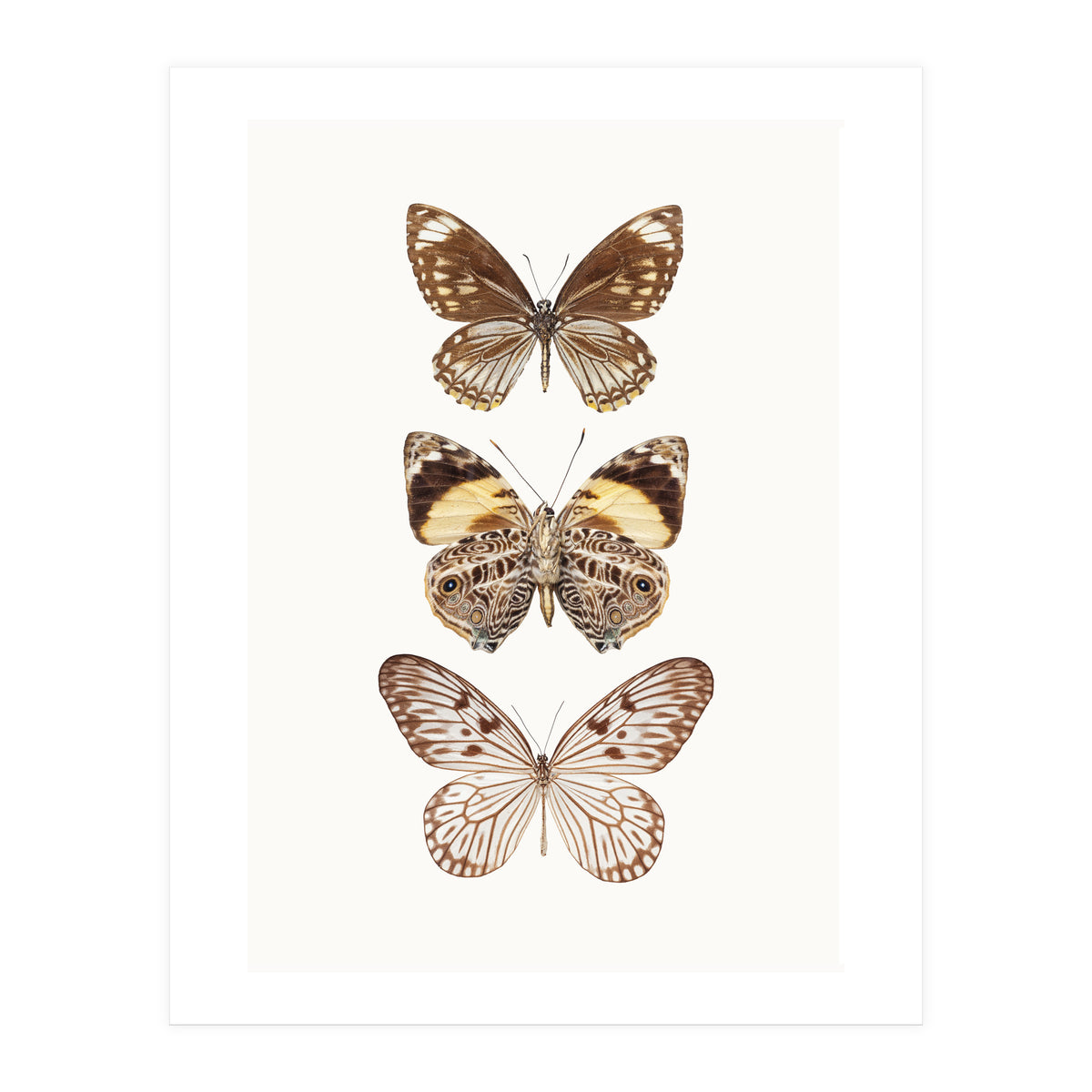 Cc Butterflies 06 (Print Only)