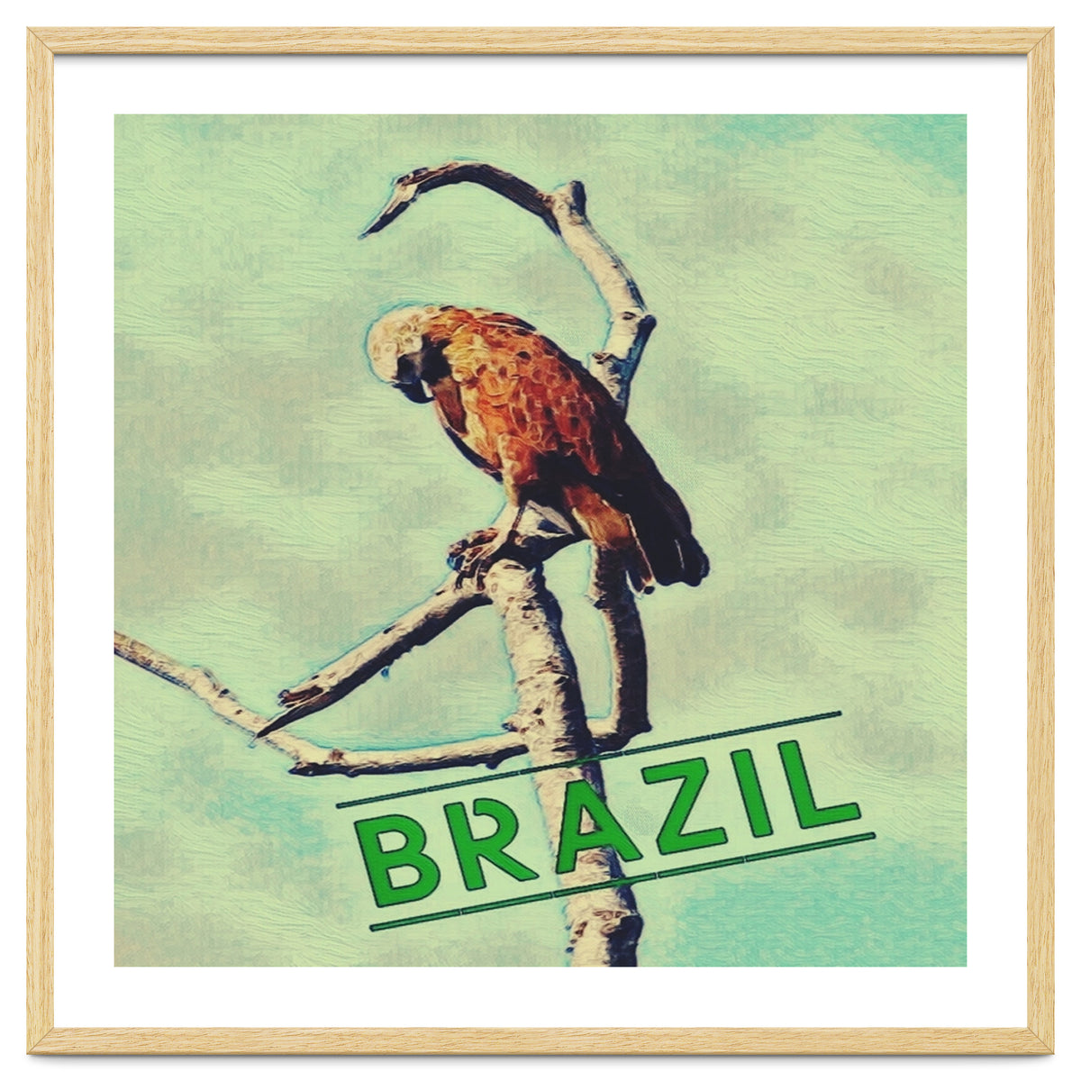 Eagle in Brazil
