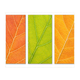 Autumn Leaves (Print Only) thumbnail