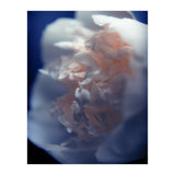 White Peony (Print Only) thumbnail