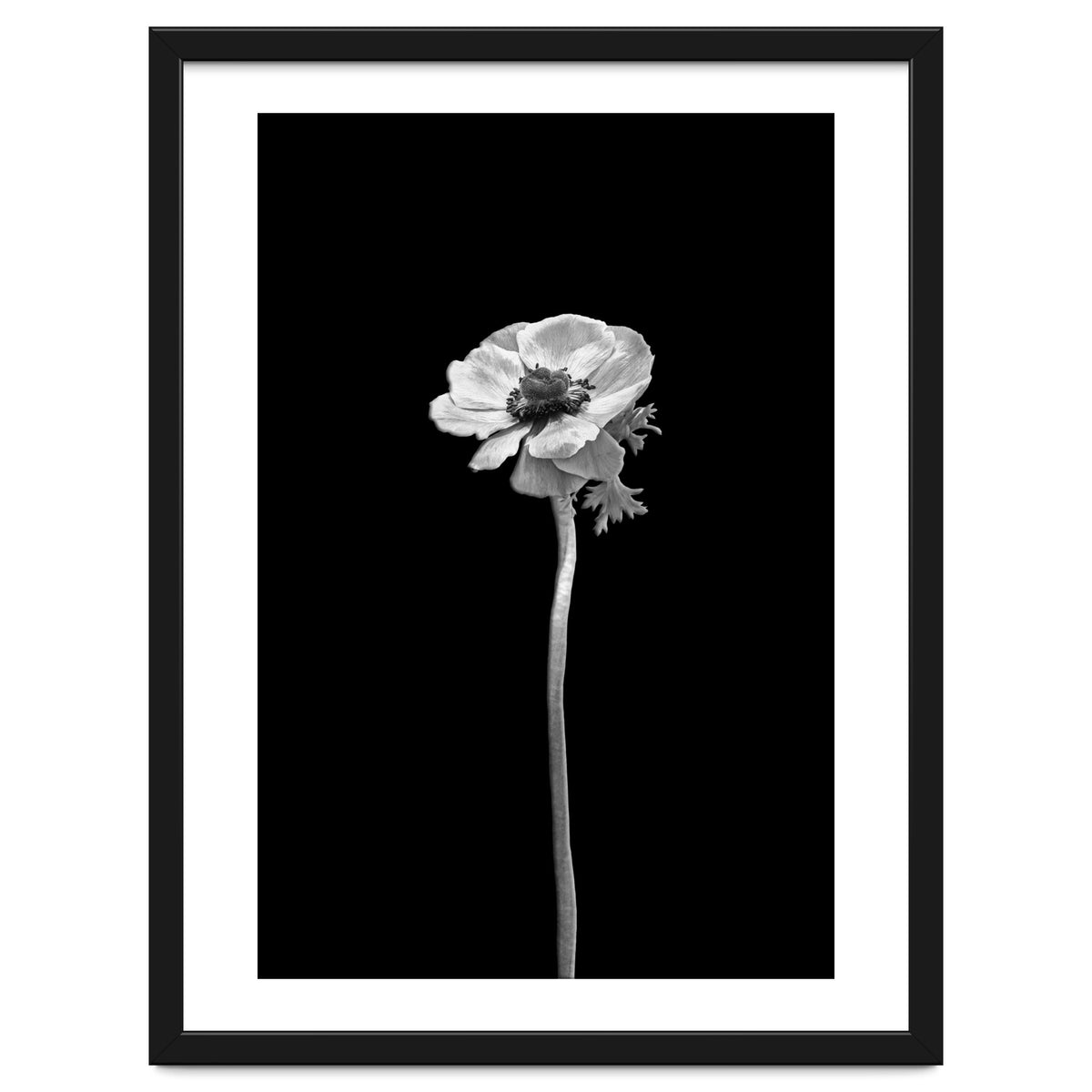 Anemone coronaria | dark design