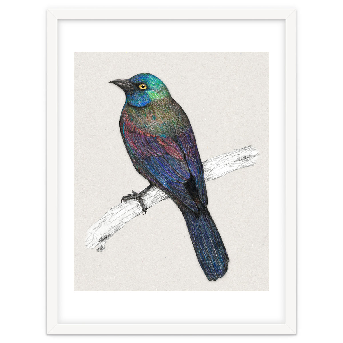 Common Grackle