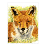 Red Fox Sleeping  (Print Only) thumbnail