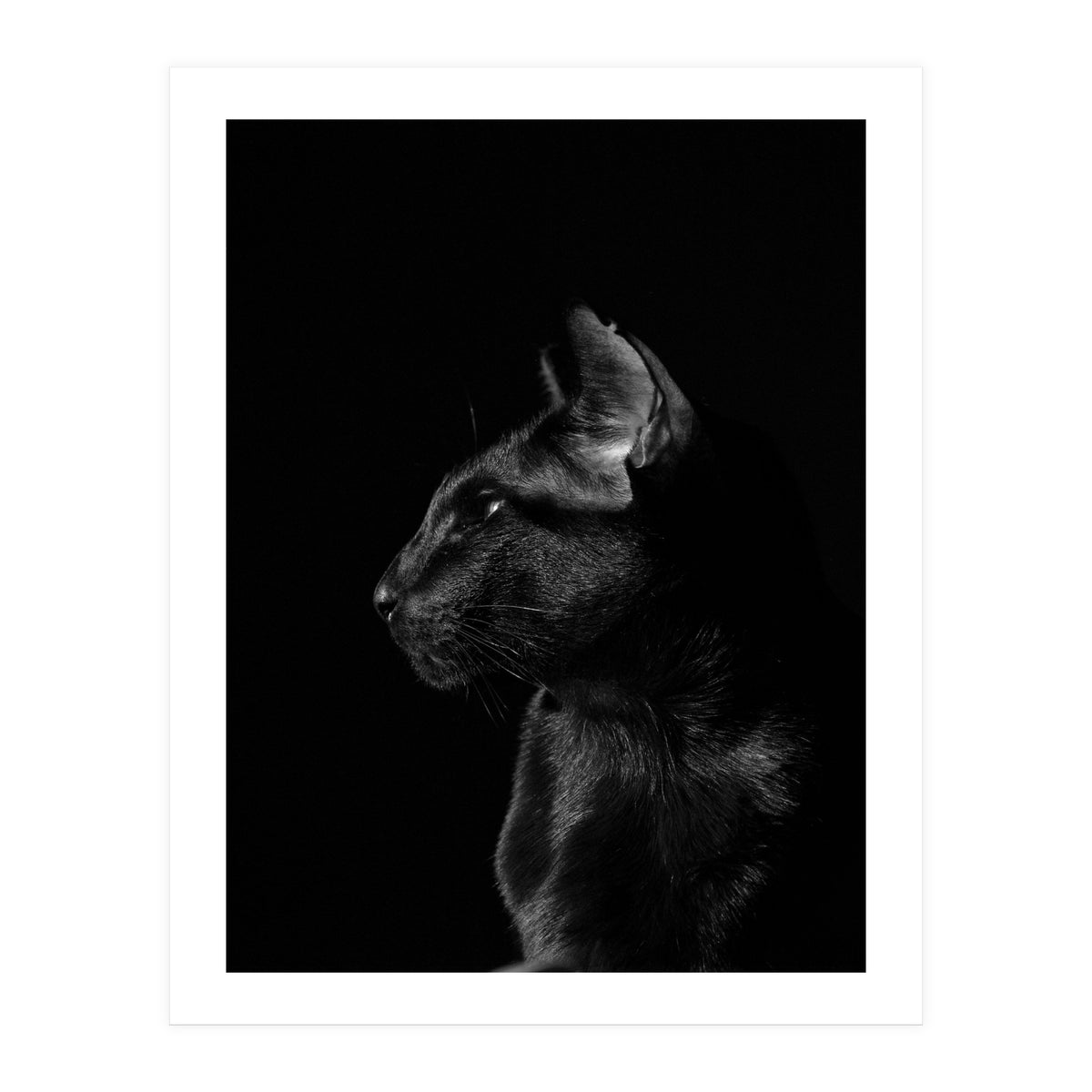 Black Cat (Print Only)