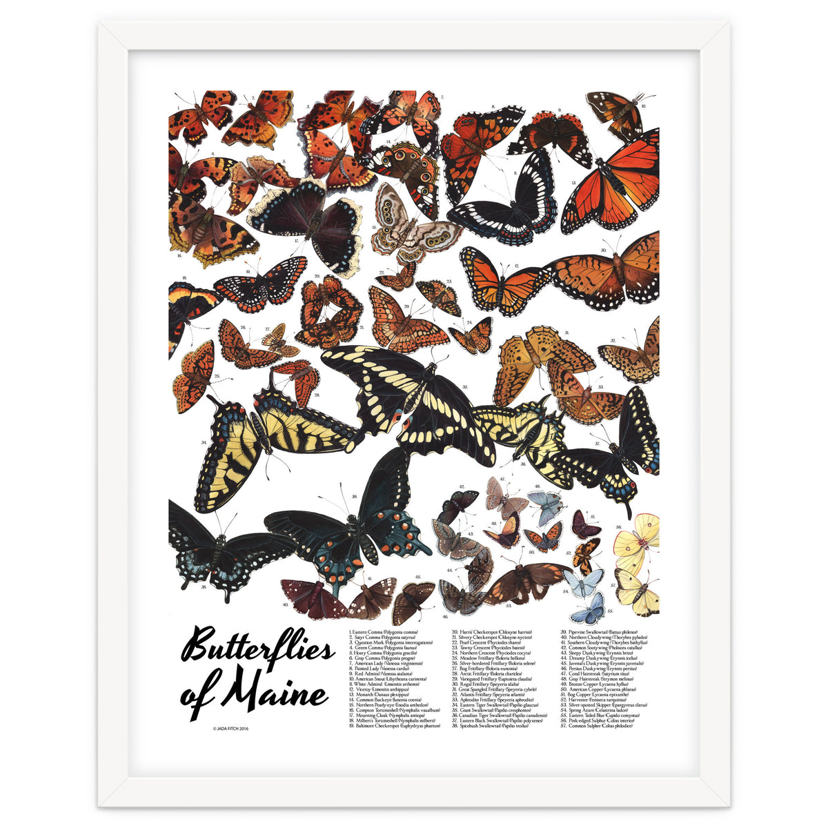 Maine Butterflies Chart