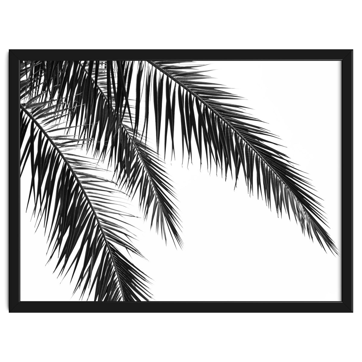 Palm Leaves