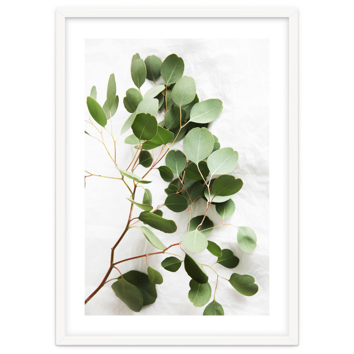 Eucalyptus