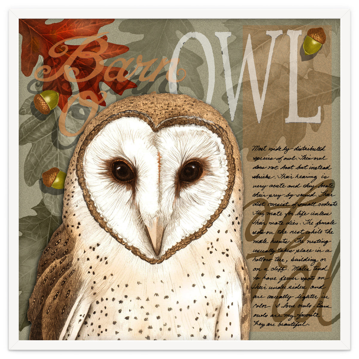 Barn Owl