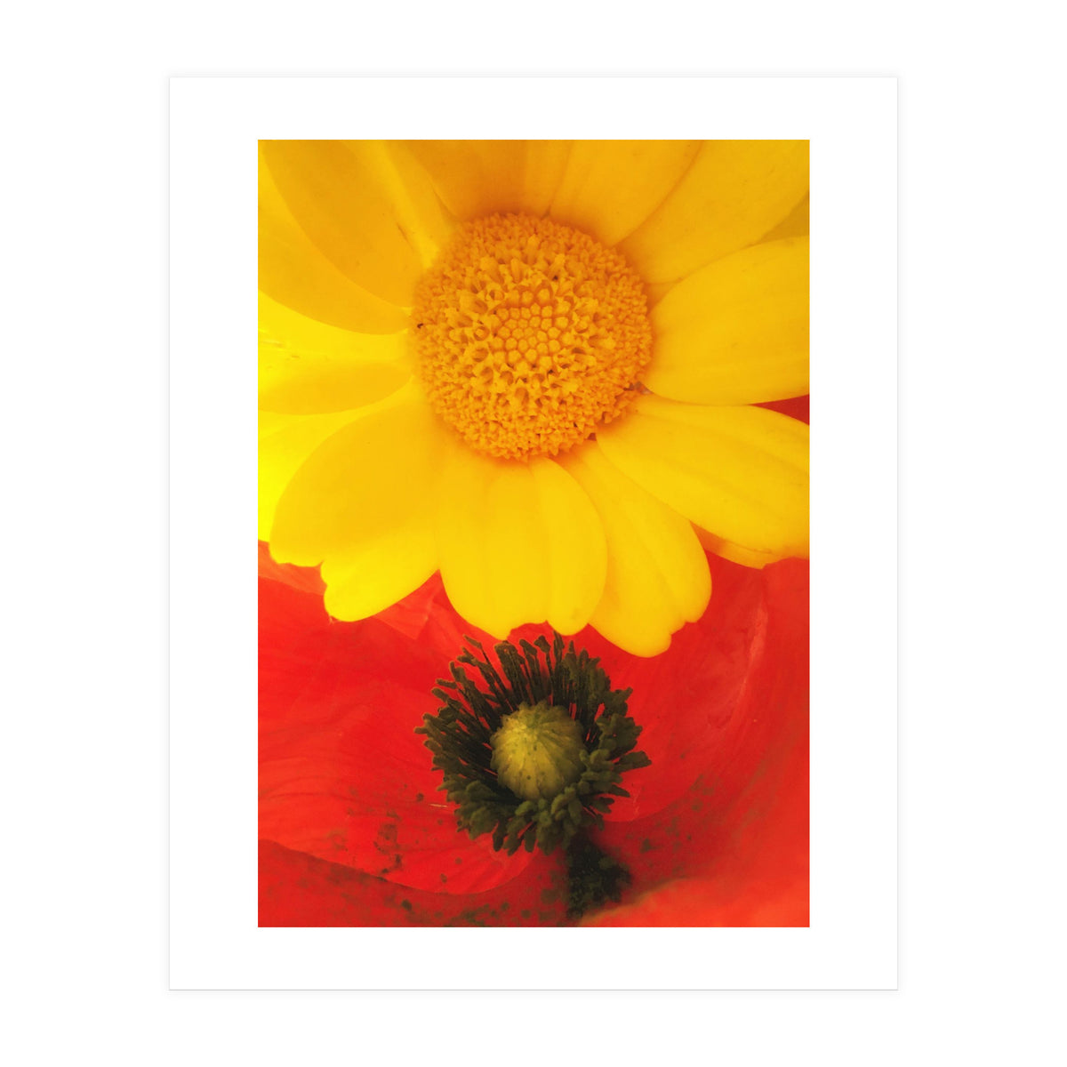 SPRING LOVE (Print Only)