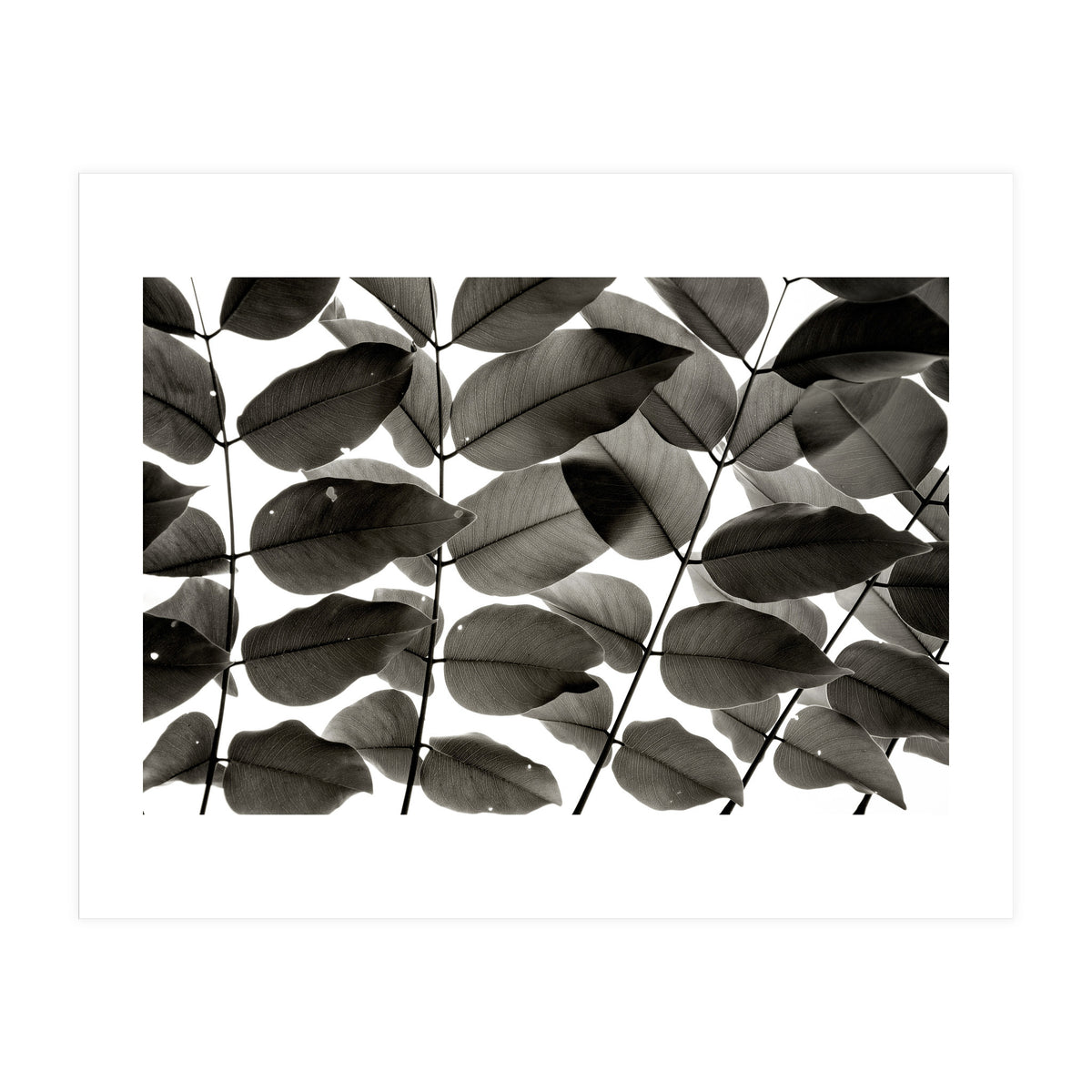 Branches and Leaves I (Print Only)