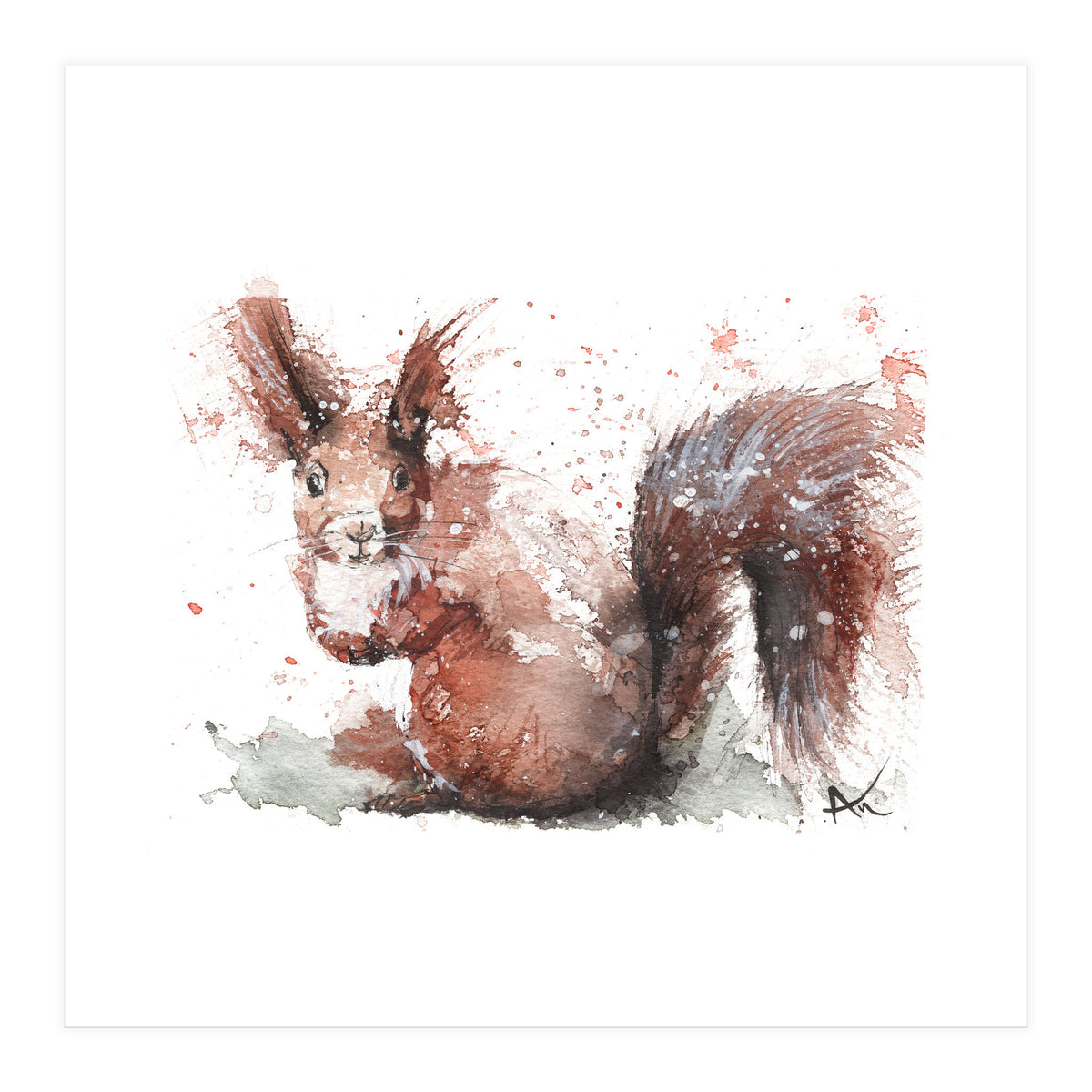 Squirrel - Wildlife Collection (Print Only)
