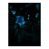 Shining Blue Floral (Print Only) thumbnail
