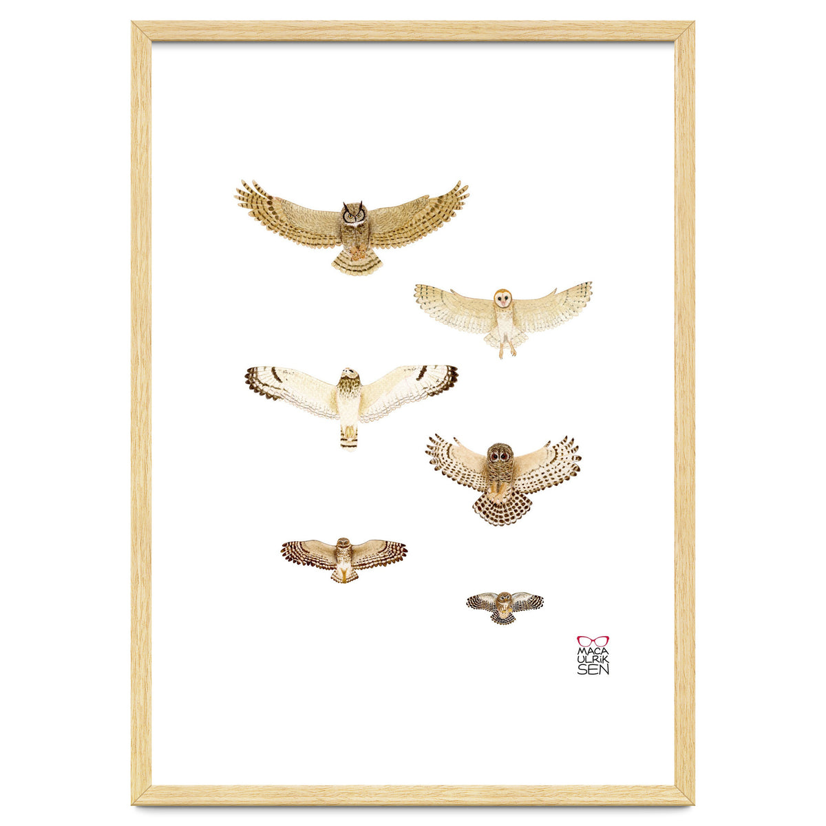 Typical owls & Barn owl