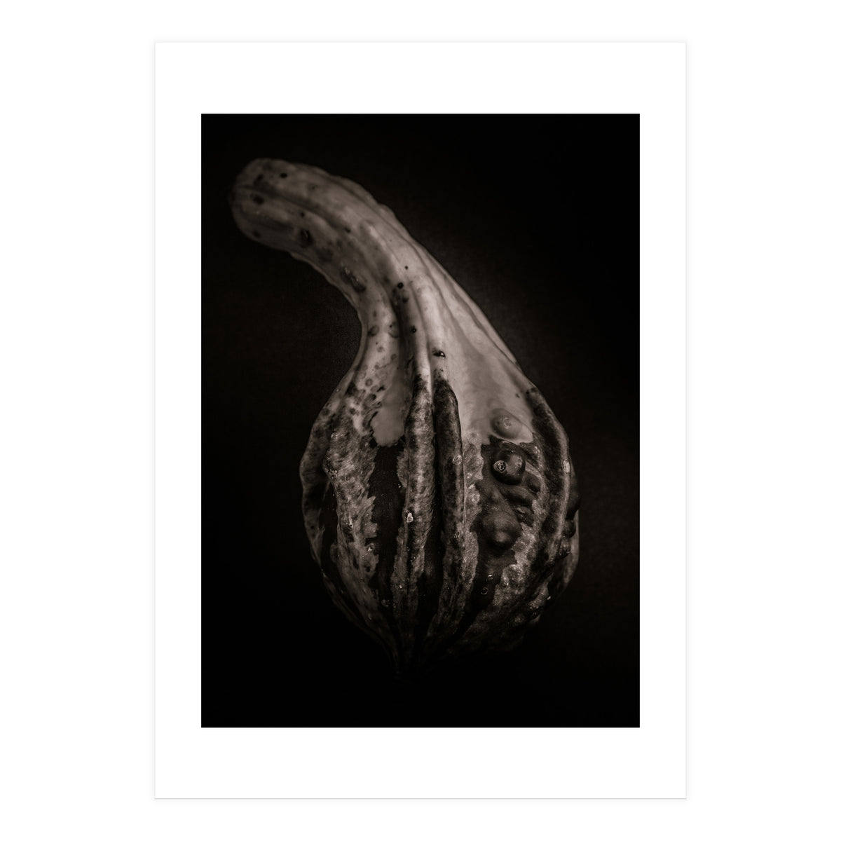 Gourds No 2 (Print Only)
