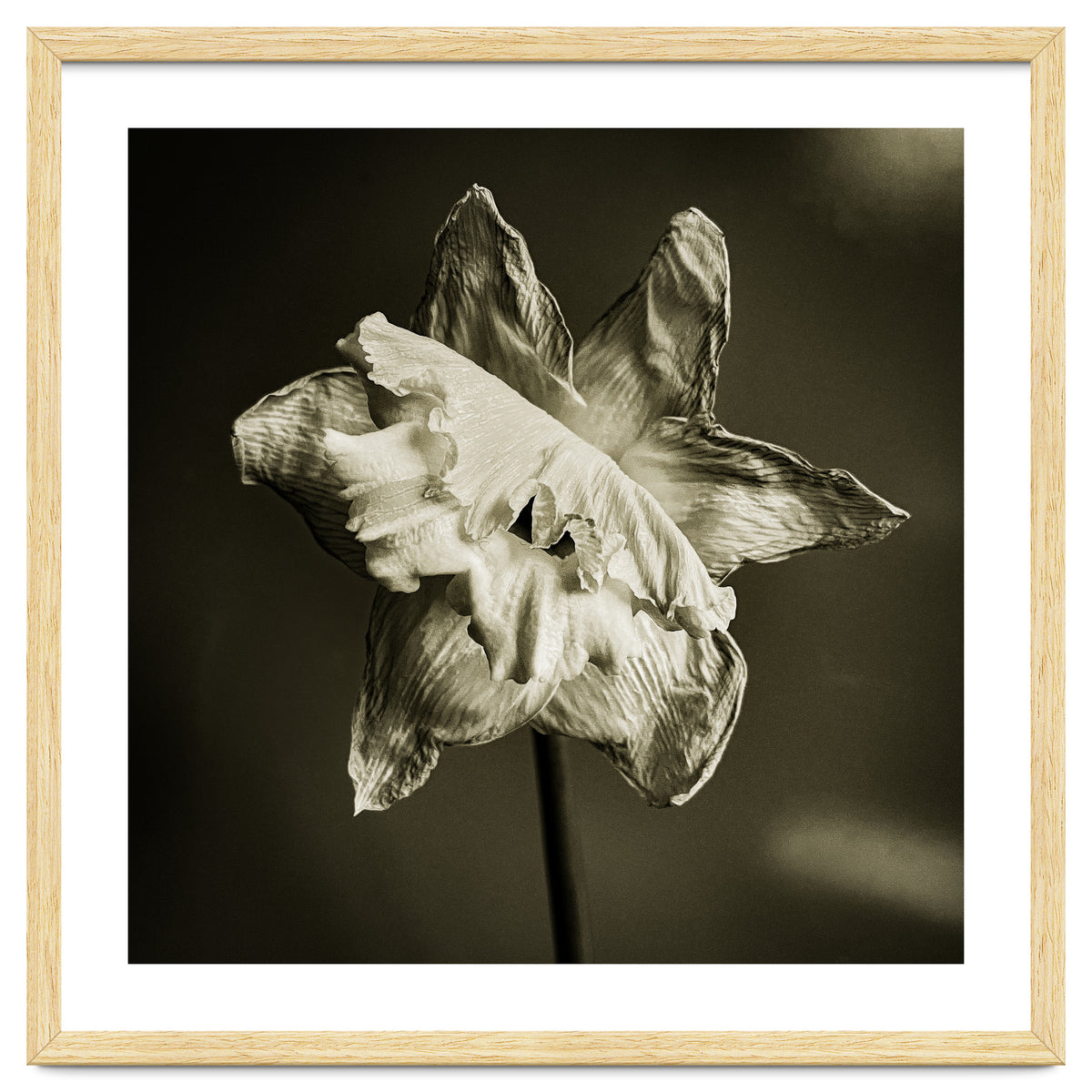 Wilting daffodil