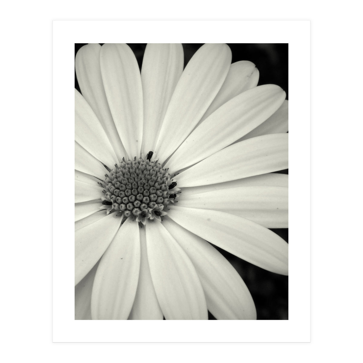 Simplicity  (Print Only)