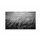 Moody Barley Field (Print Only) thumbnail