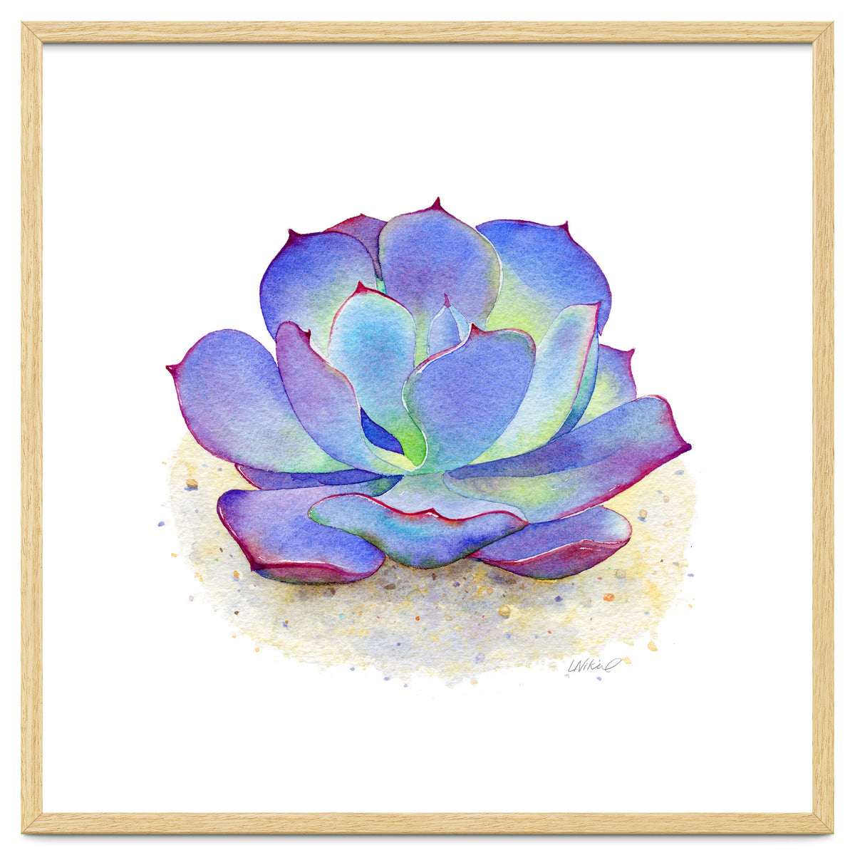 Blue Echeveria Succulent