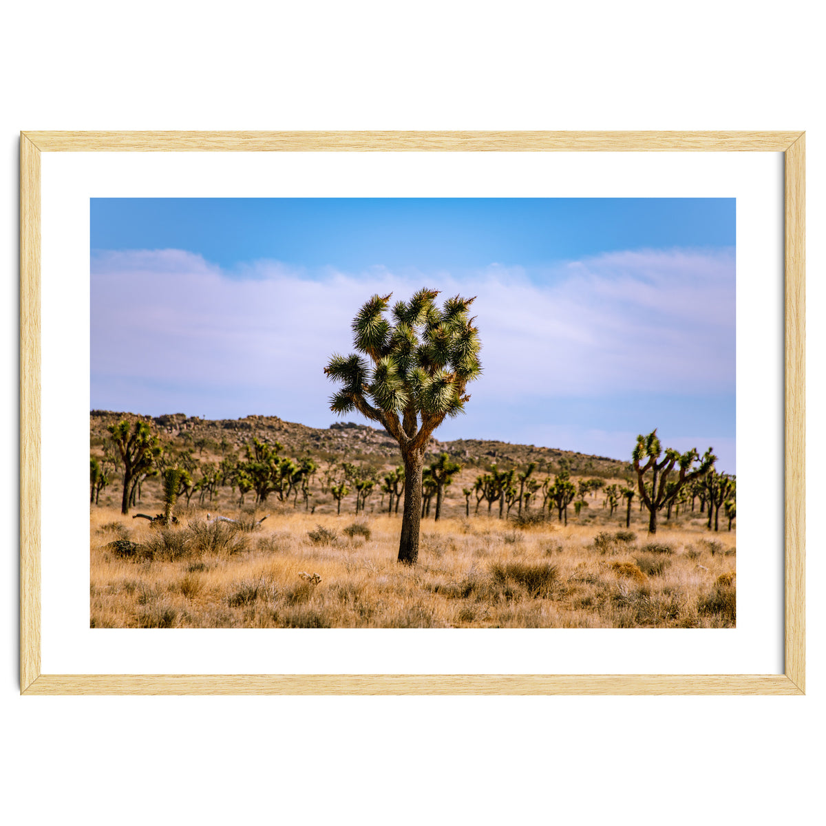 Joshua Tree