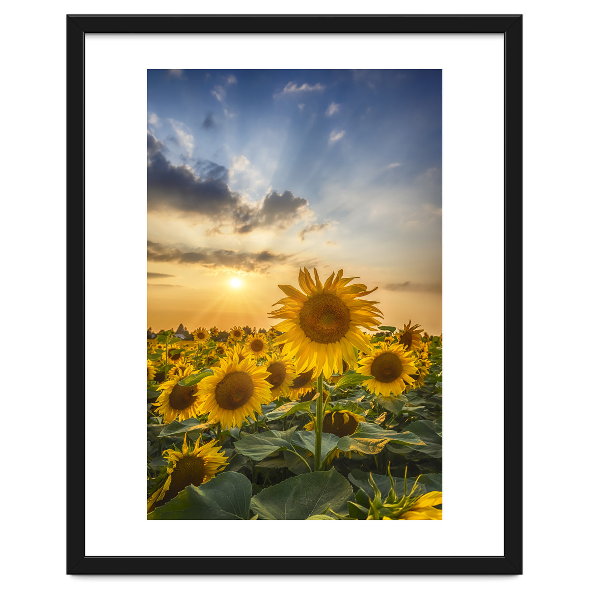 Sunflower field at sunset