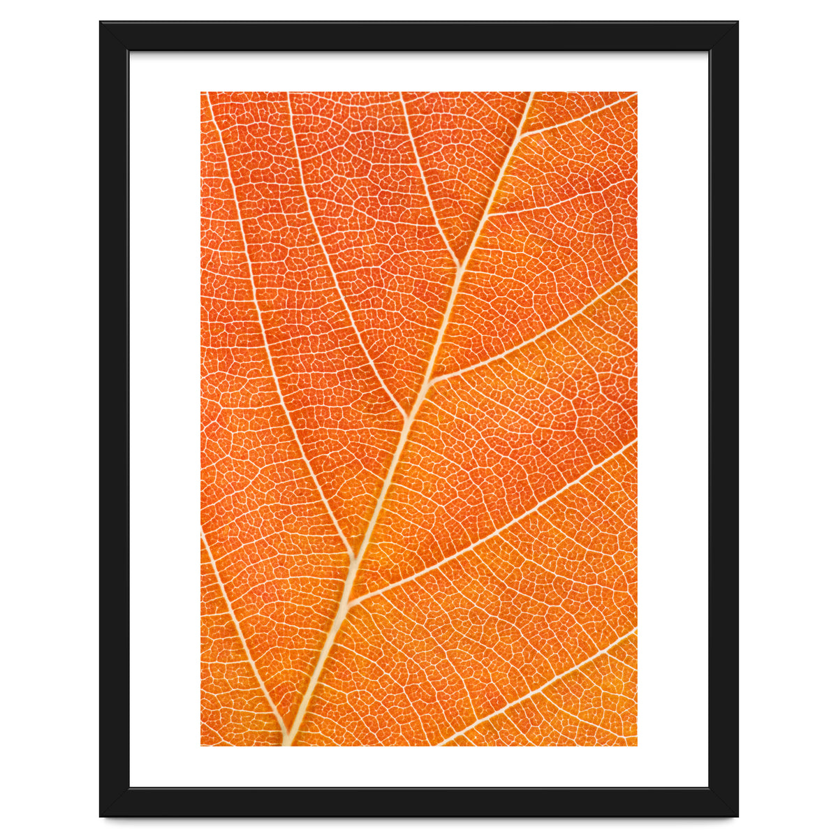 Autumn Leaf