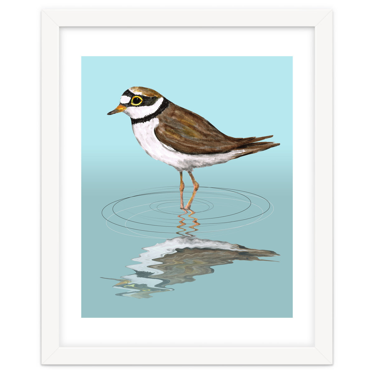 Little ringed  plover