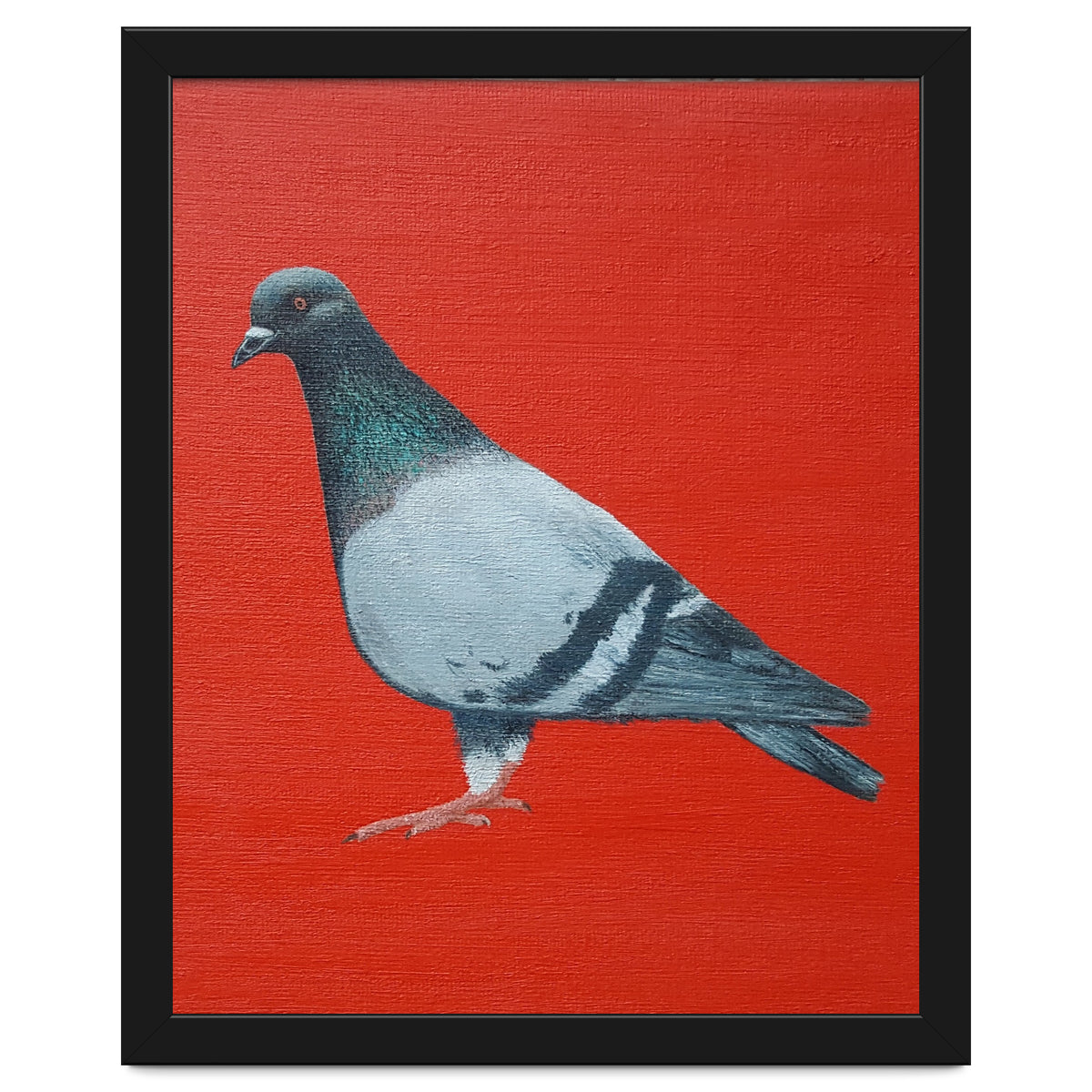 Pigeon