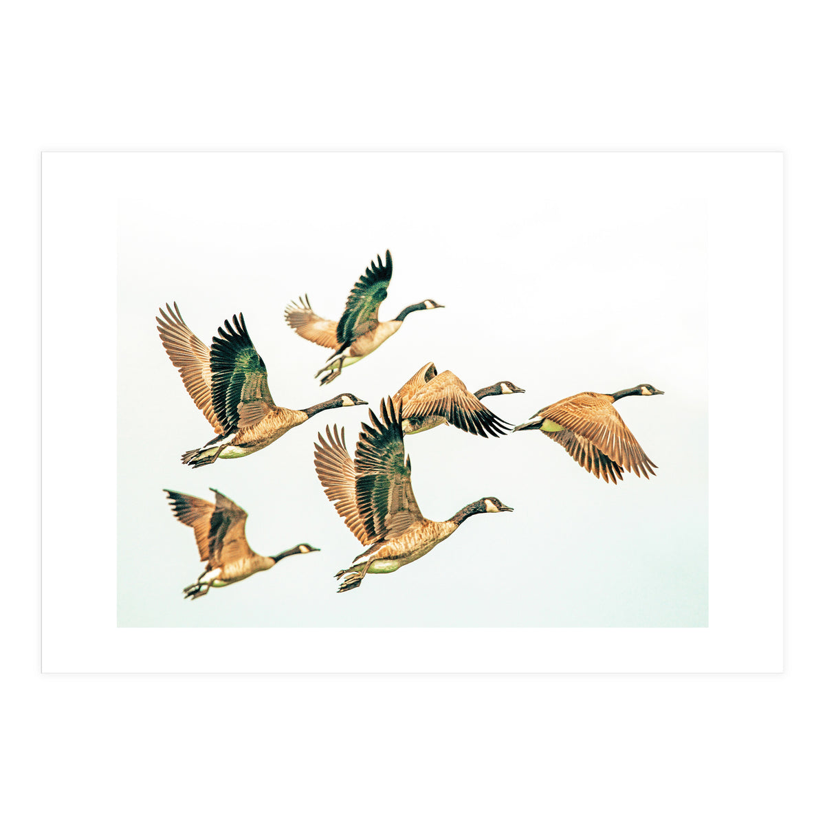 Fly Away Ii (Print Only)