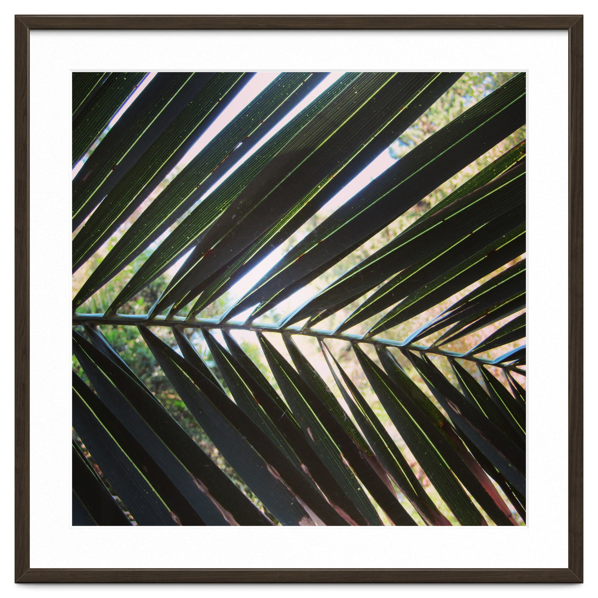 Palm leaf