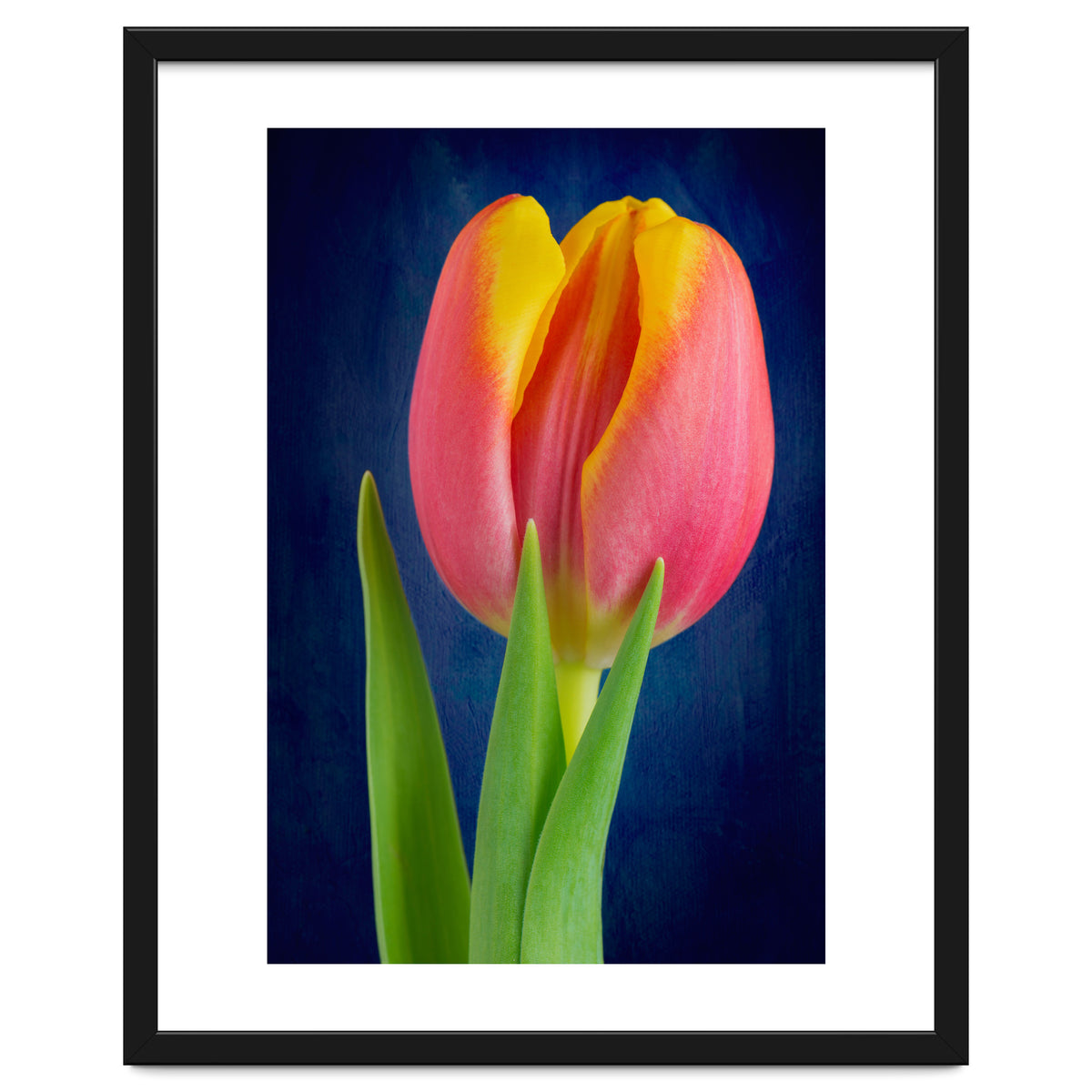 Tulip