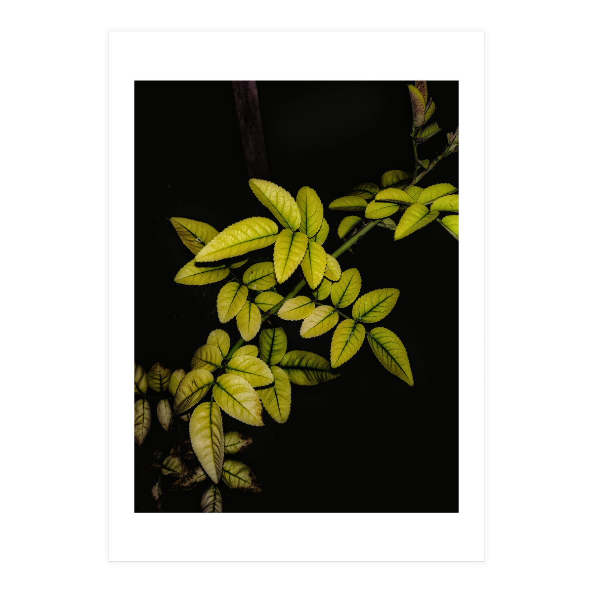 Dew Drops Leaves (Print Only)