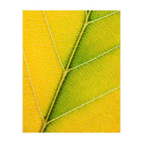 Autumn Leaf (Print Only) thumbnail