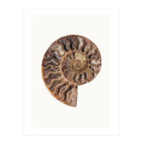Cc Shell 05 (Print Only) thumbnail