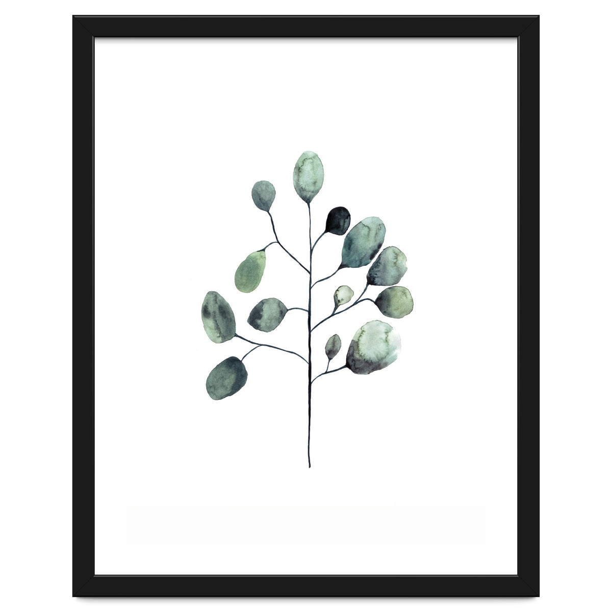 Botanical Illustration Eukalyptus