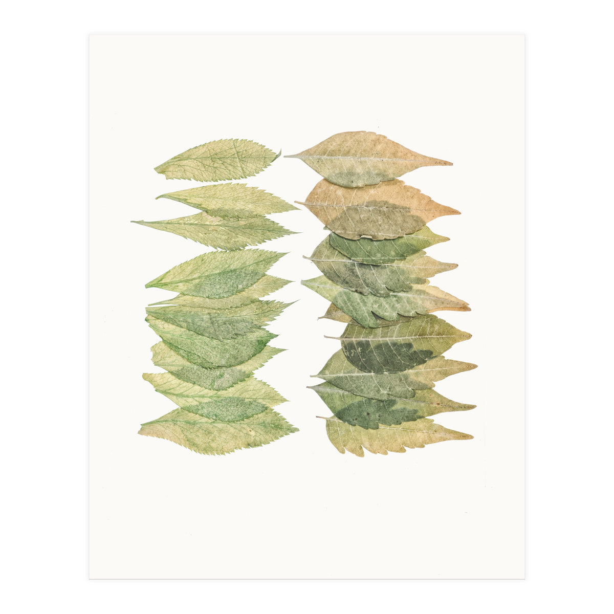 Cc Leaves 01 (Print Only)