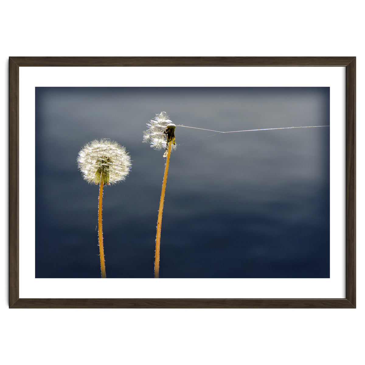 Common dandelions
